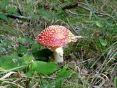 mushroom-red-with-white-dots-autumn-504958.jpg