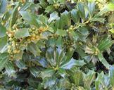 berries-holly-plant-season-leaves-419793.jpg