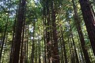 Rotorua_Redwoods.jpg