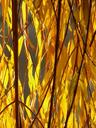 willow-leaves-leaves-silver-willow-10713.jpg