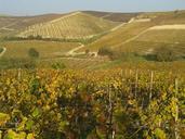 vineyards-wine-monferrato-langhe-667596.jpg