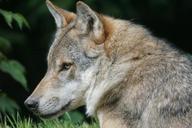 wolf-predator-european-wolf-mammal-1504409.jpg