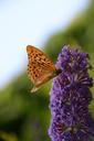 monarch-butterfly-flower-pollinating-650225.jpg