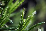 water-drops-plant-wet-drop-366657.jpg