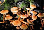 fungi-woodland-fungus-toadstool-373903.jpg