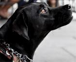 labrador-dog-profile-black-canine-530739.jpg