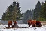 animals-cows-snow-landscape-trees-612624.jpg