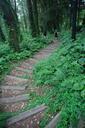 trail-forest-trees-nature-green-725477.jpg