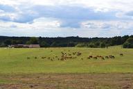 fields-herd-cows-horses-field-928361.jpg