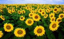 sunflower-sunflower-field-flora-11574.jpg