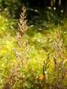 meadow-grain-color-september-grass-567854.jpg