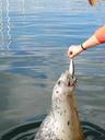 seal-feeding-animal-wildlife-349066.jpg