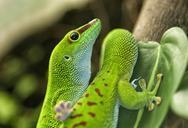 lizard-green-reptile-phelsuma-638493.jpg