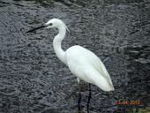 little-egret-bird-sadhankeri-172576.jpg