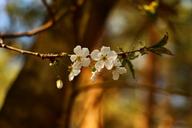 cherry-blossoms-spring-nature-1246134.jpg