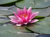 water-lily-water-blossom-bloom-653664.jpg