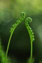 fern-plant-green-flamenco-437964.jpg