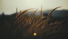 wheat-field-macro-wheat-natural-1081803.jpg