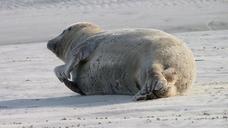 seal-seehund-benches-beach-sand-85703.jpg