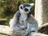 lemur-maki-maki-catta-monkey-maki-1008785.jpg