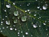 leaf-rain-droplets-nature-macro-1030870.jpg