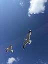 seagulls-finland-blue-sky-1270878.jpg