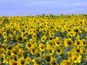 sunflower-wind-sunflower-field-186967.jpg