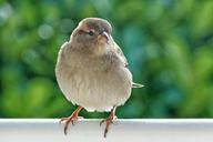 sparrow-sperling-house-sparrow-bird-1466665.jpg