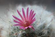 cactus-pink-flower-1290144.jpg