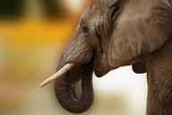 elephant-animal-ivory-africa-close-1033420.jpg