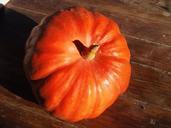 pumpkin-sun-fruit-light-499419.jpg