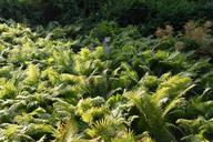 ferns-field-forest-landscape-green-550487.jpg