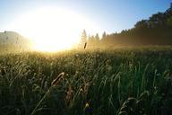 sunrise-meadow-sun-morning-sky-622919.jpg