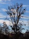 tree-poplar-white-poplar-silhouette-80254.jpg