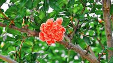 pomegranate-flower-summer-629169.jpg