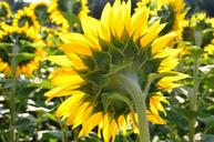 sunflower-yellow-flower-843448.jpg