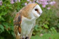 barn-owl-owl-bird-falconry-1208034.jpg