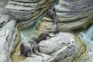 otter-dwarf-motion-zoo-fur-mammal-1453066.jpg