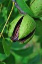 nut-fruit-pecan-hull-opening-ripe-316317.jpg