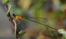 Ischnura senegalensis August 2008.jpg