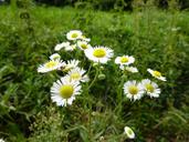 chamomile-herbs-grassland-plants-1225712.jpg