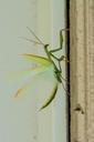 praying-mantis-insects-mantis-green-1635120.jpg