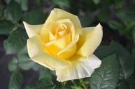 yellow-rose-rose-horticulture-1184105.jpg