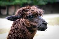 alpaca-animal-nature-furry-480411.jpg