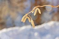 corkscrew-hazel-road-tree-plant-635454.jpg