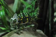 chameleon-reptile-animal-green-101270.jpg