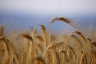 wheat-ripe-harvest-summer-785212.jpg