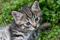 tabby-kitten-gray-kitten-cat-pet-1492492.jpg