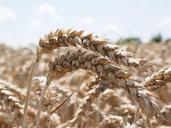 wheat-spike-wheat-bread-wheat-609876.jpg