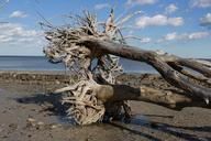 driftwood-sky-beach-landscape-754591.jpg